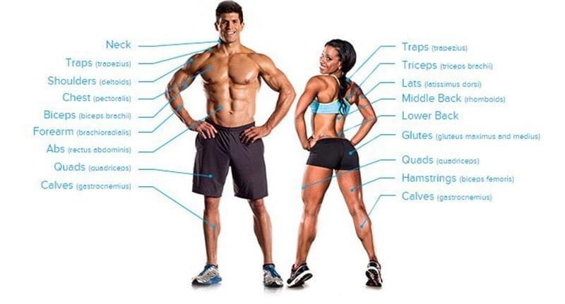 Tên các nhóm cơ bằng tiếng Anh liên quan đến tập gym Tên các nhóm cơ bằng tiếng Anh liên quan đến tập gym