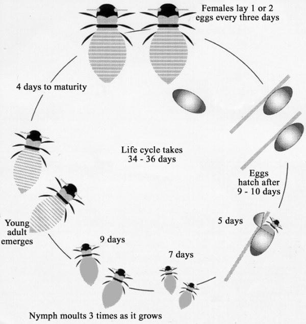 Phân tích đề "life cycle of the honey bee" IELTS WRITING TASK 1 (Kèm bài sửa) Phân tích đề "life cycle of the honey bee" IELTS WRITING TASK 1 (Kèm bài sửa)