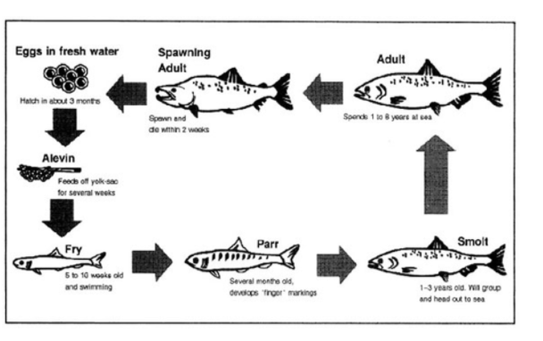 Cách Viết Dạng Process Trong IELTS Writing Task 1 Cách Viết Dạng Process Trong IELTS Writing Task 1