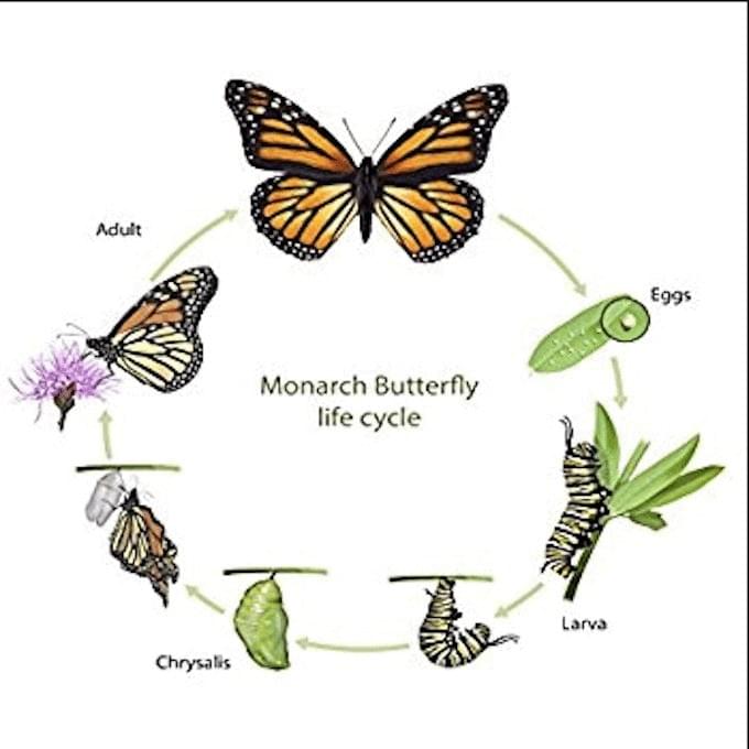 monarch butterfly life cycle monarch butterfly life cycle