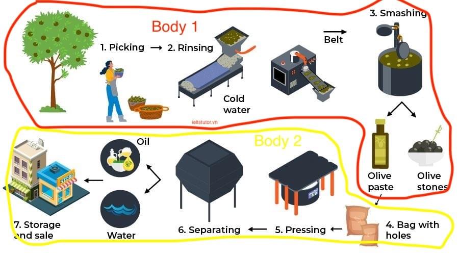 Phân tích & sửa bài essay dạng process về " the production of olive oil" IELTS WRITING TASK 1 Phân tích & sửa bài essay dạng process về " the production of olive oil" IELTS WRITING TASK 1