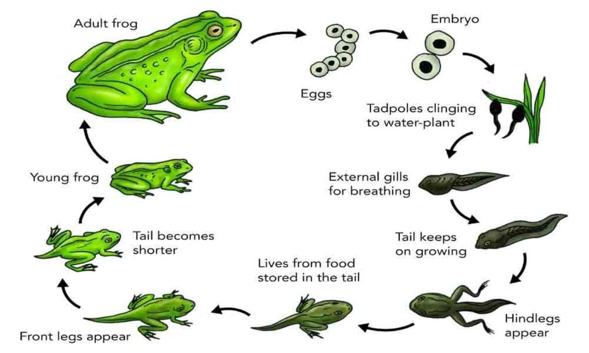 The life cycle of a frog The life cycle of a frog
