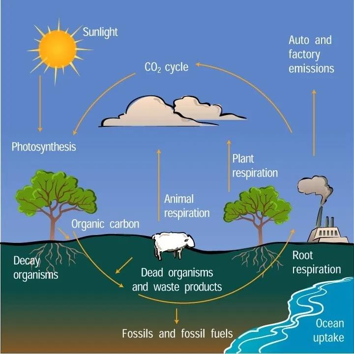 The diagram below illustrates the carbon cycle in nature. The diagram below illustrates the carbon cycle in nature.