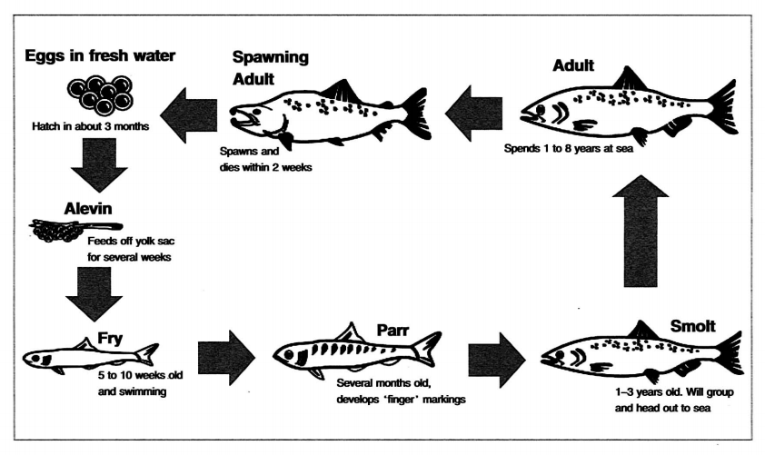 Phân tích bài essay dạng process về "Life cycle of a salmon" IELTS WRITING TASK 1 Phân tích bài essay dạng process về "Life cycle of a salmon" IELTS WRITING TASK 1