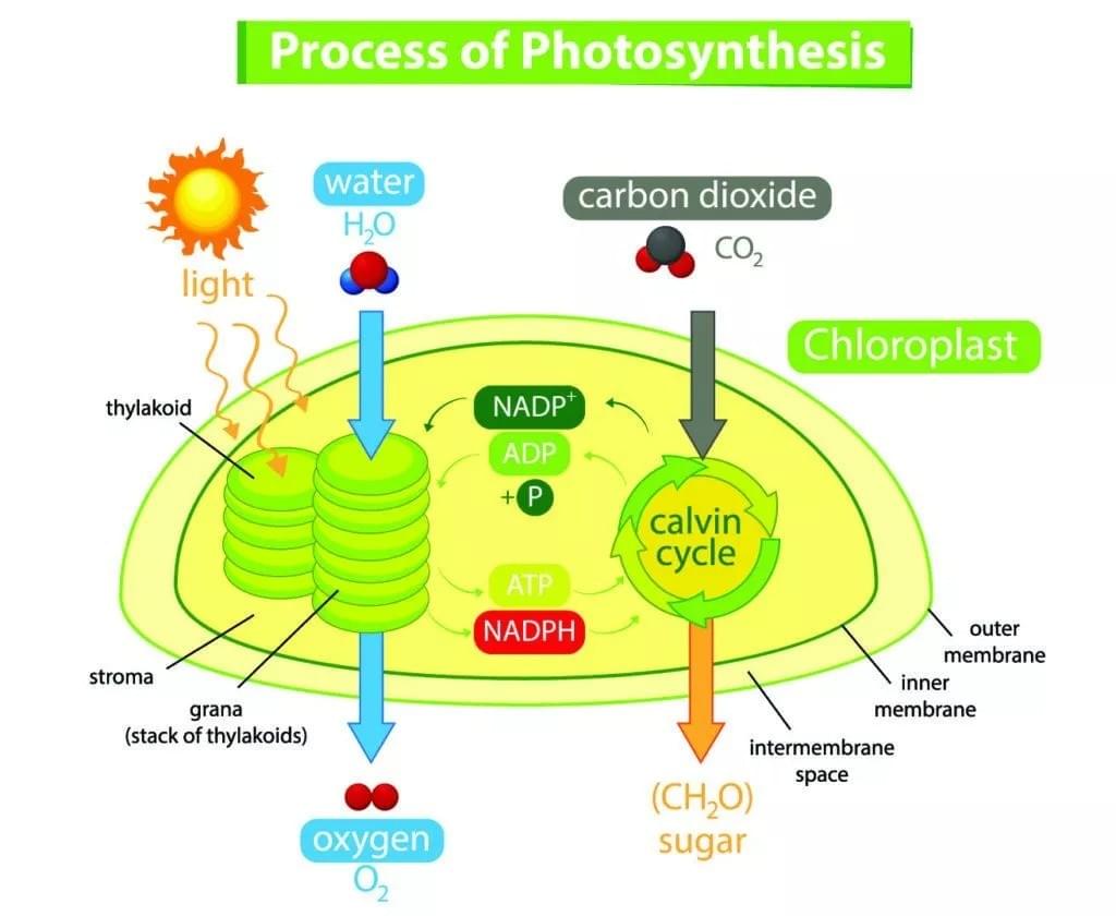 process-of-photosynthesis process-of-photosynthesis