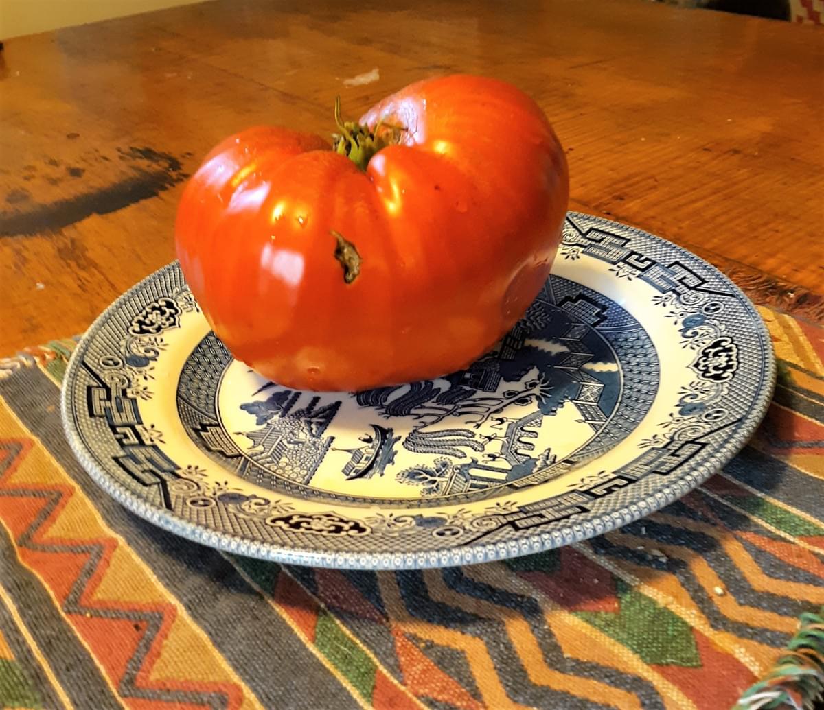 Here's one of the largest of the largest tomato varieties we grow. This Italian Heirloom tomato weighs a little under 2 pounds! Here's one of the largest of the largest tomato varieties we grow. This Italian Heirloom tomato weighs a little under 2 pounds!