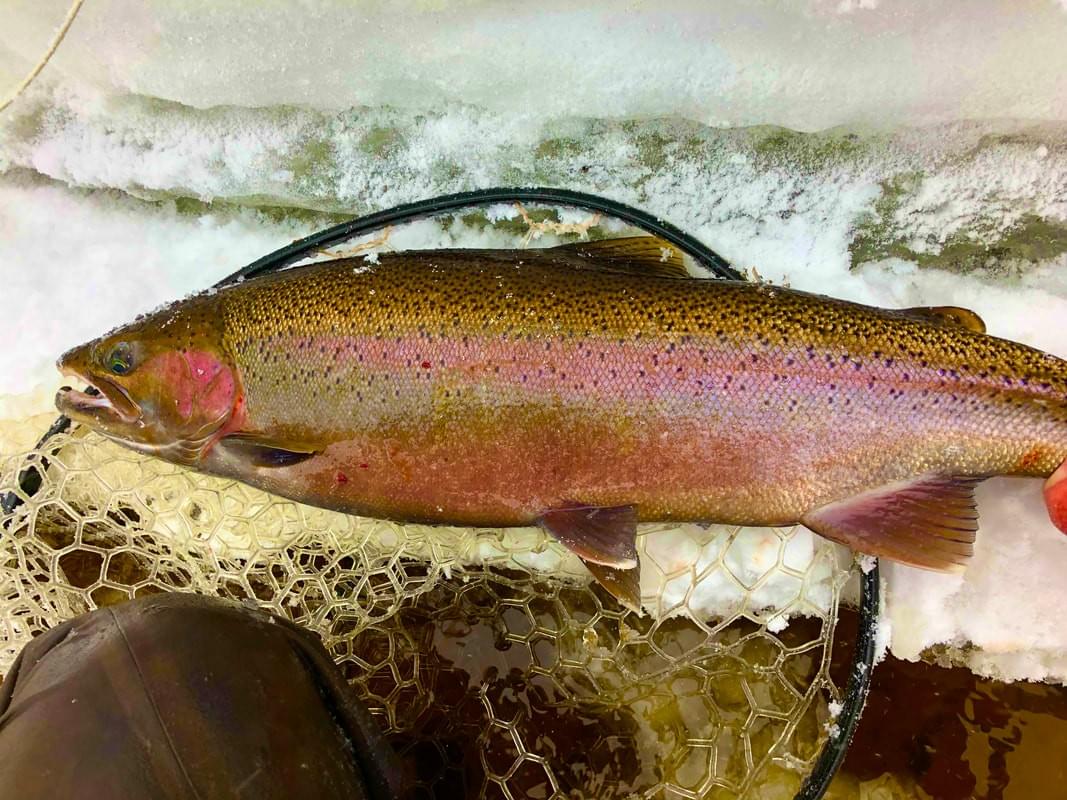 upper peninsula steelhead upper peninsula steelhead