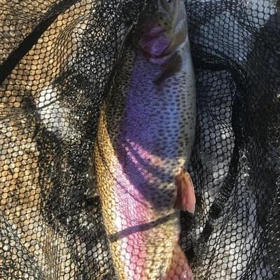 upper peninsula rainbow trout upper peninsula rainbow trout