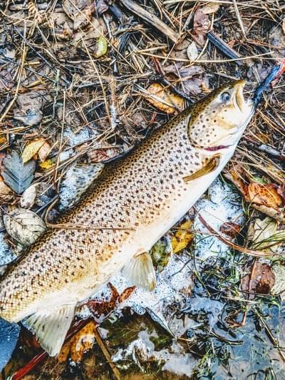 upper peninsula brown trout upper peninsula brown trout
