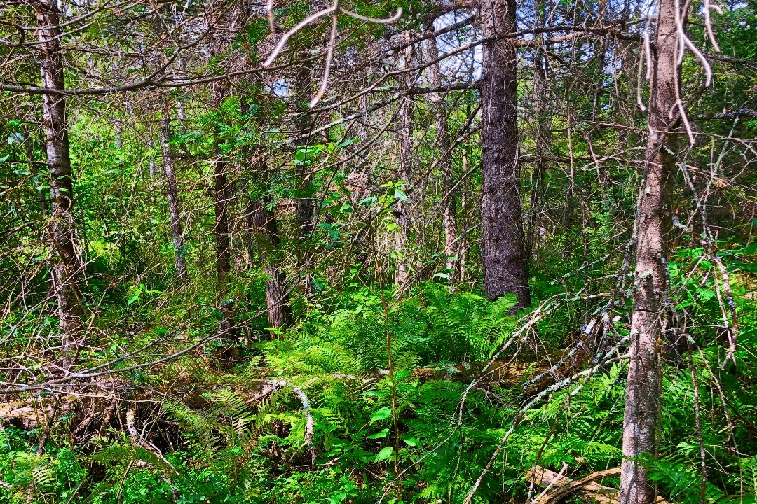 upper peninsula woods upper peninsula woods