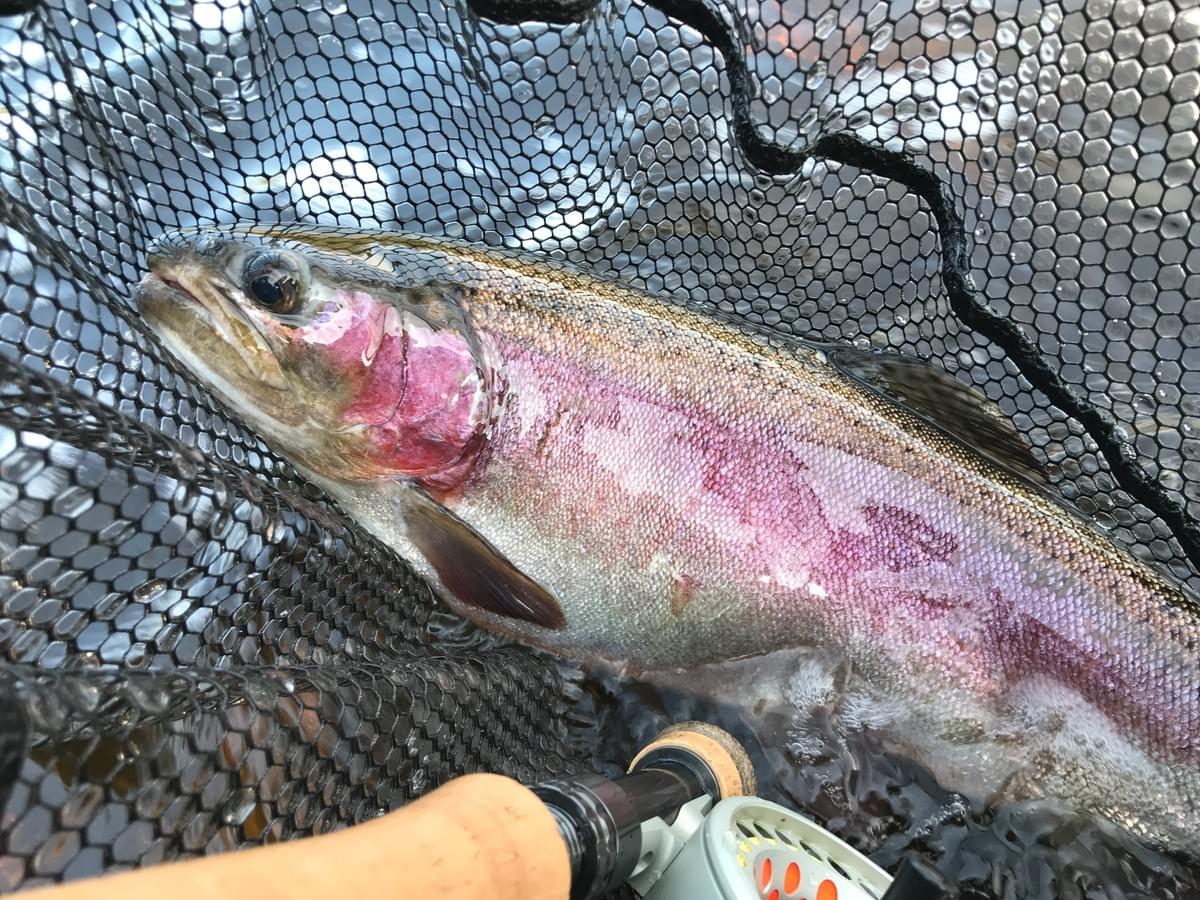 upper peninsula rainbow trout upper peninsula rainbow trout
