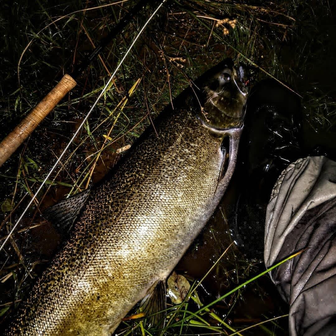 upper peninsula king salmon upper peninsula king salmon