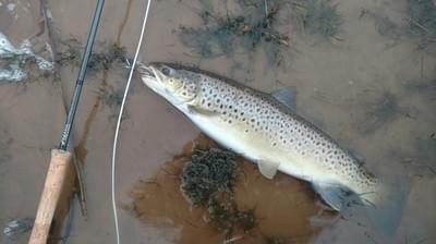 upper peninsula brown trout upper peninsula brown trout