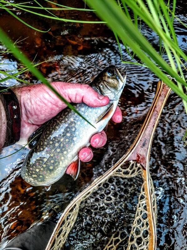 upper peninsula brook trout upper peninsula brook trout