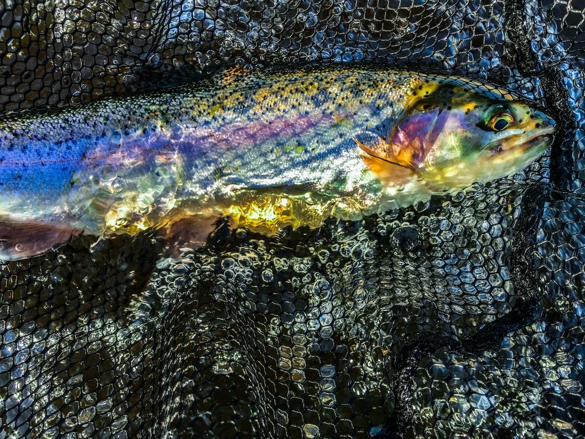 upper peninsula steelhead upper peninsula steelhead