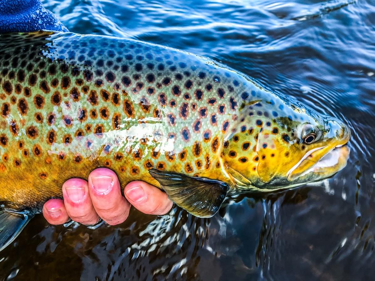 upper peninsula lake run brown trout upper peninsula lake run brown trout
