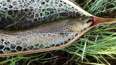 upper peninsula brown trout upper peninsula brown trout