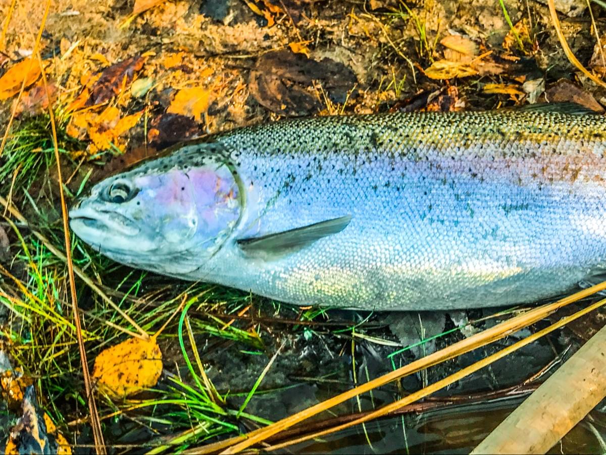 upper peninsula steelhead upper peninsula steelhead
