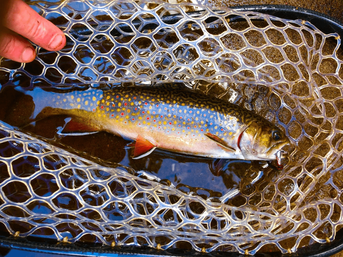 upper peninsula brook trout upper peninsula brook trout