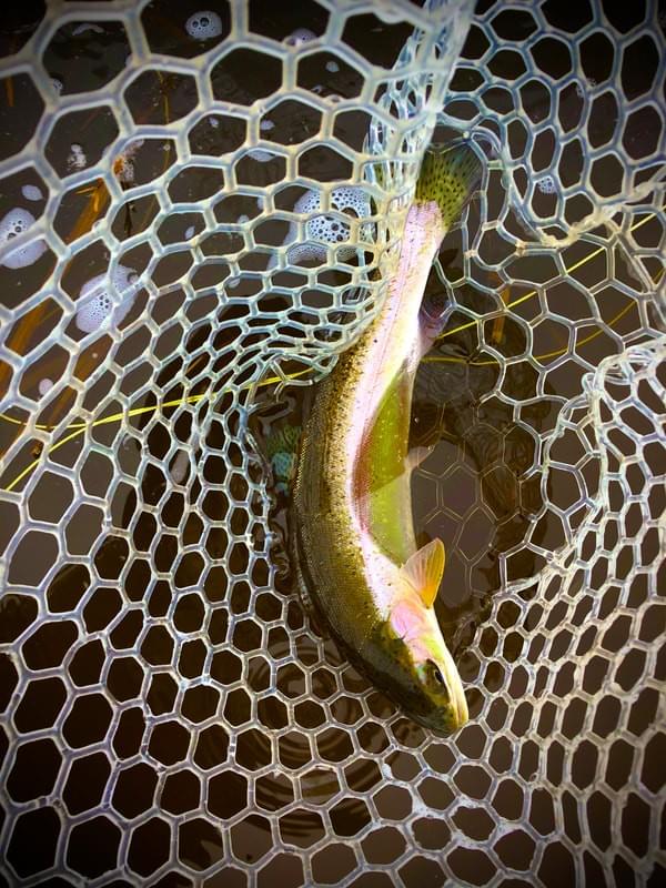 upper peninsula steelhead upper peninsula steelhead