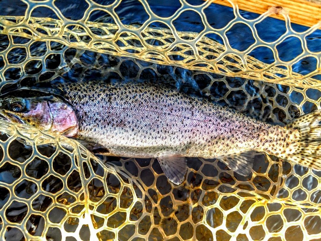upper peninsula rainbow trout upper peninsula rainbow trout