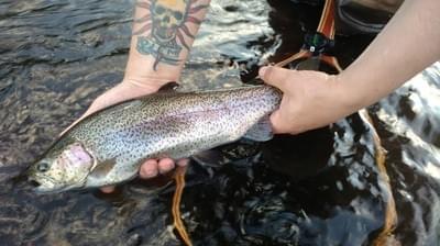 upper peninsula rainbow trout upper peninsula rainbow trout