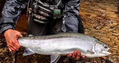 upper peninsula steelhead upper peninsula steelhead