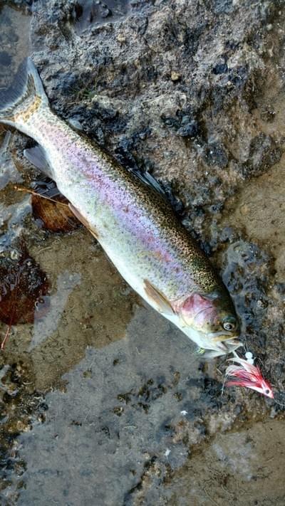 upper peninsula steelhead upper peninsula steelhead