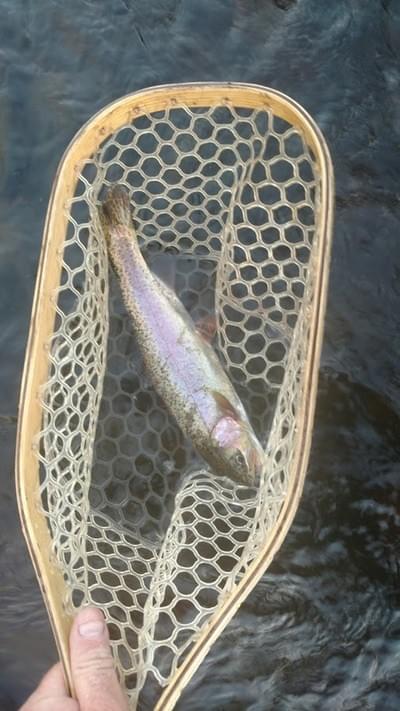upper peninsula rainbow trout upper peninsula rainbow trout