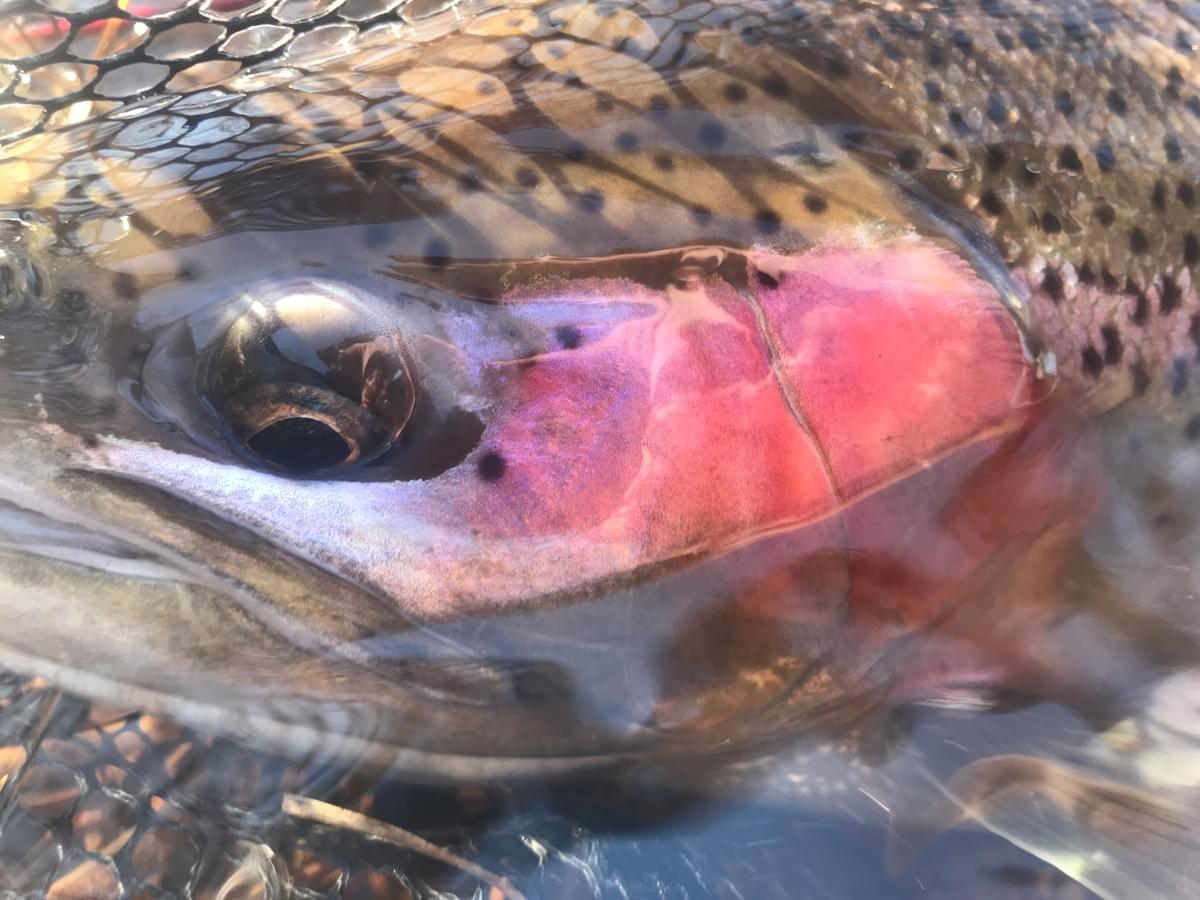 upper peninsula steelhead upper peninsula steelhead