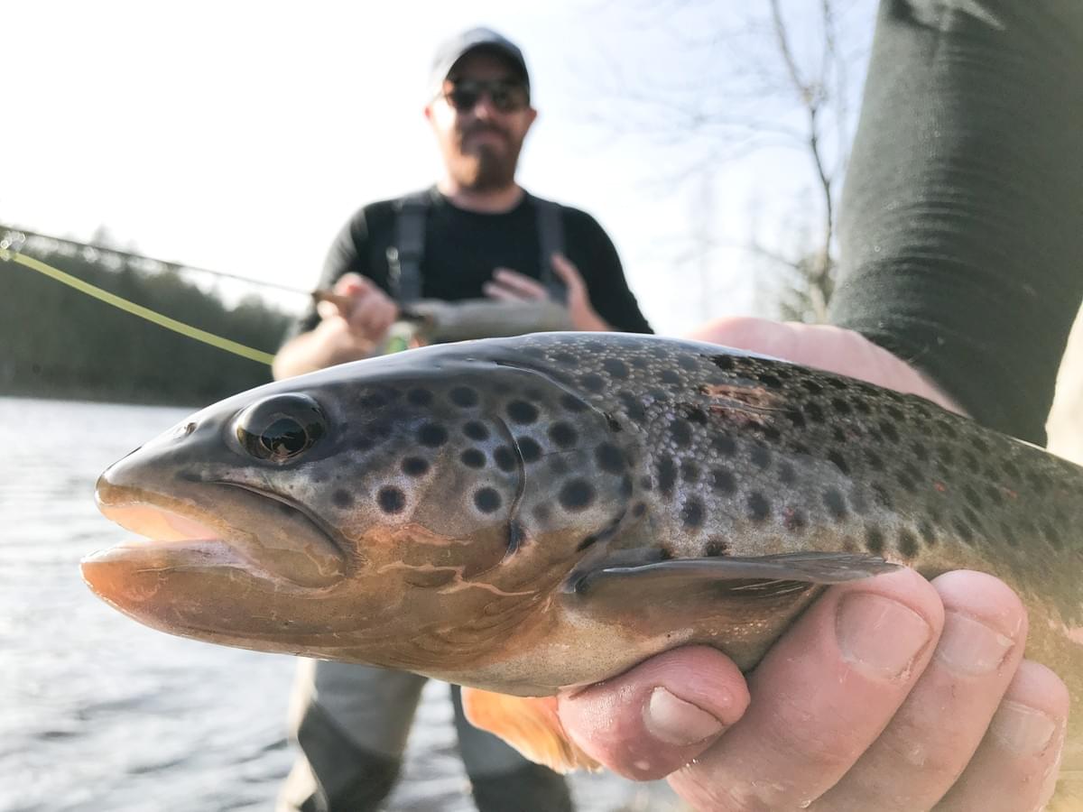 upper peninsula brown trout upper peninsula brown trout