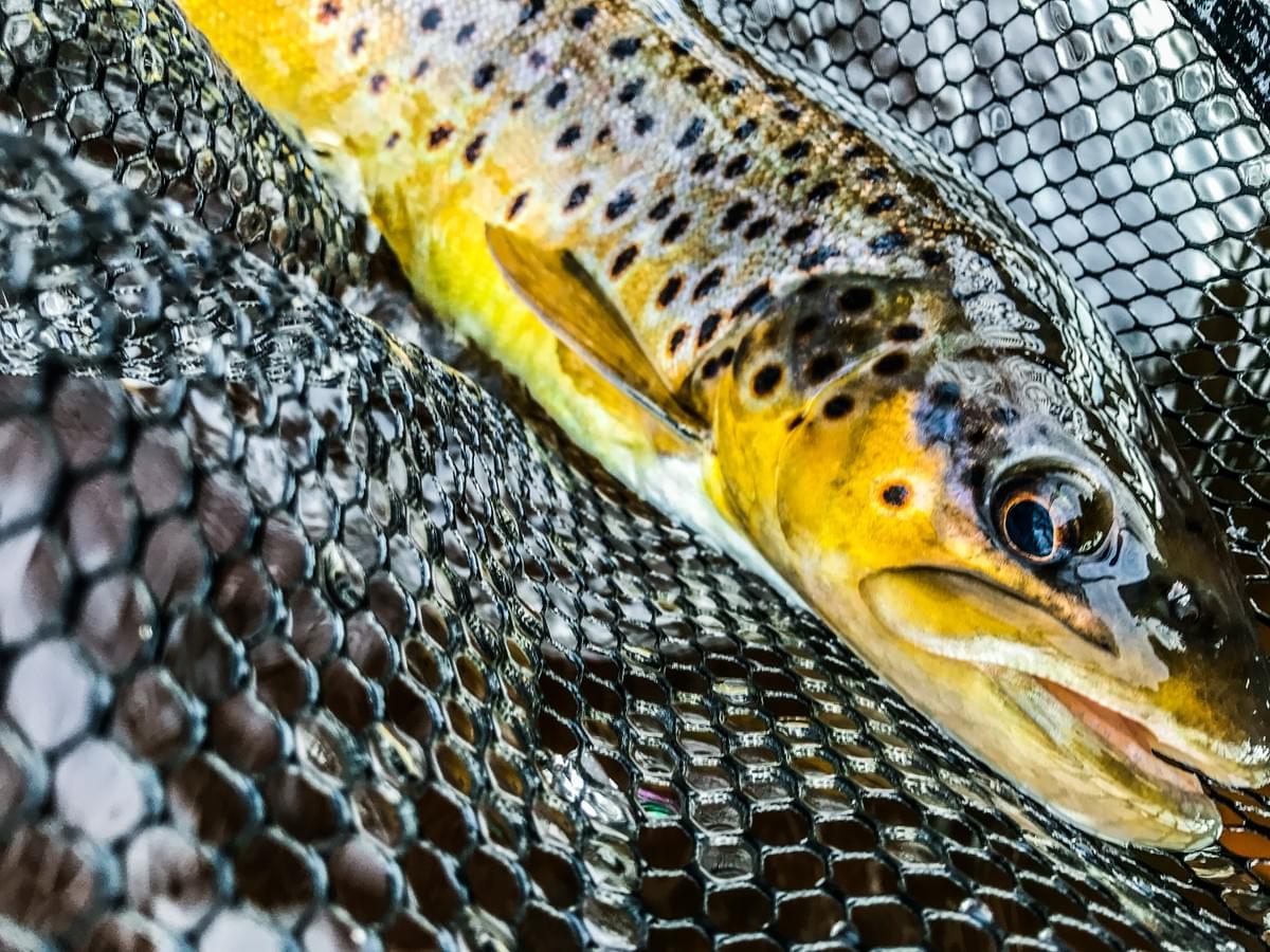 upper peninsula brown trout upper peninsula brown trout