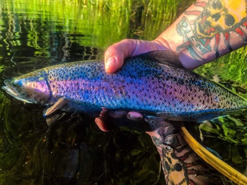 upper peninsula rainbow trout upper peninsula rainbow trout