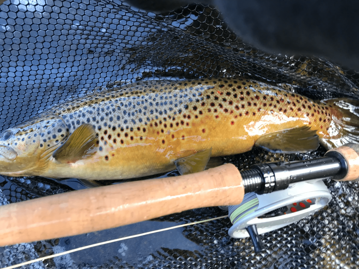 upper peninsula brown trout upper peninsula brown trout
