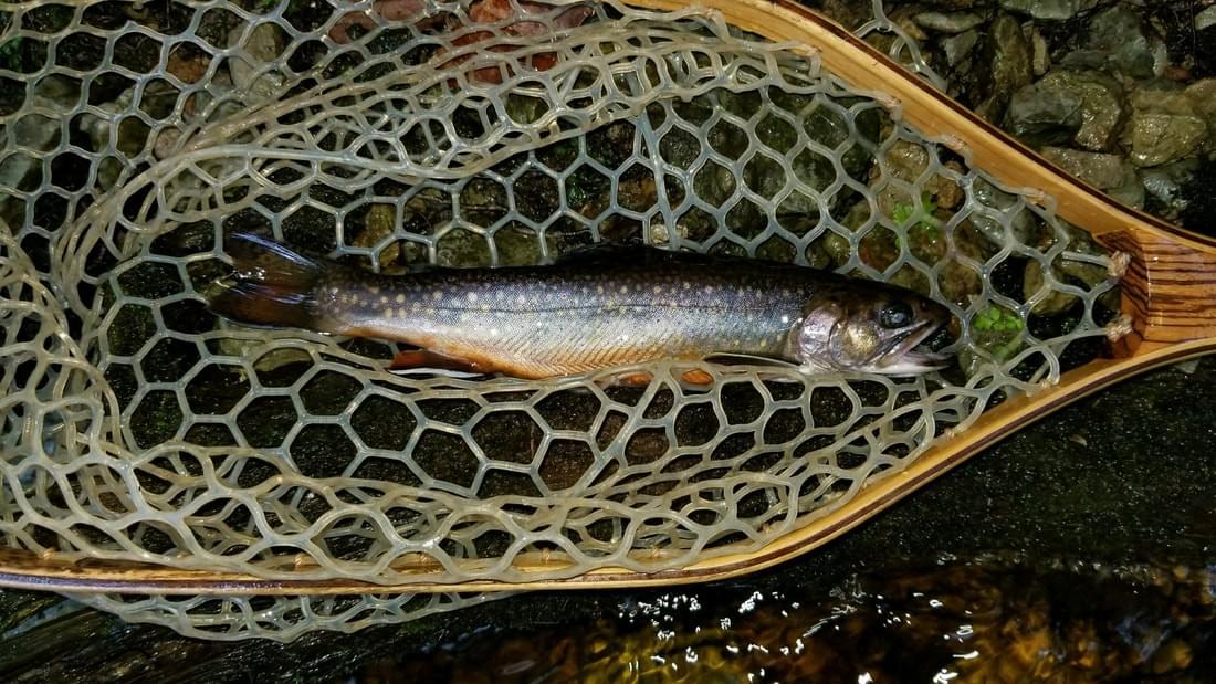 upper peninsula brook trout upper peninsula brook trout