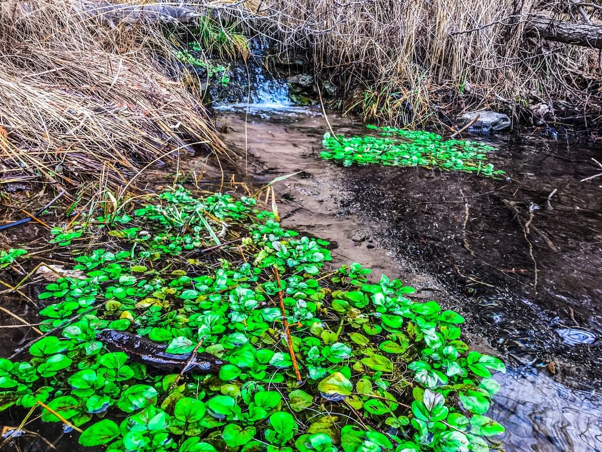 upper peninsula trout stream upper peninsula trout stream