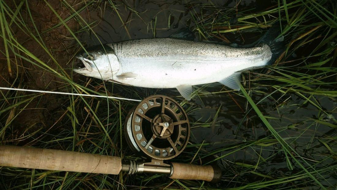 upper peninsula steelhead upper peninsula steelhead
