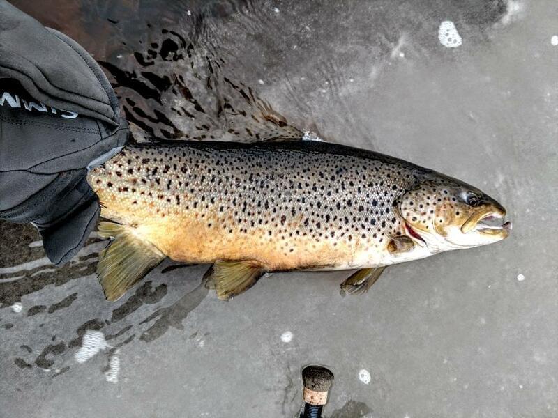 upper peninsula brown trout upper peninsula brown trout