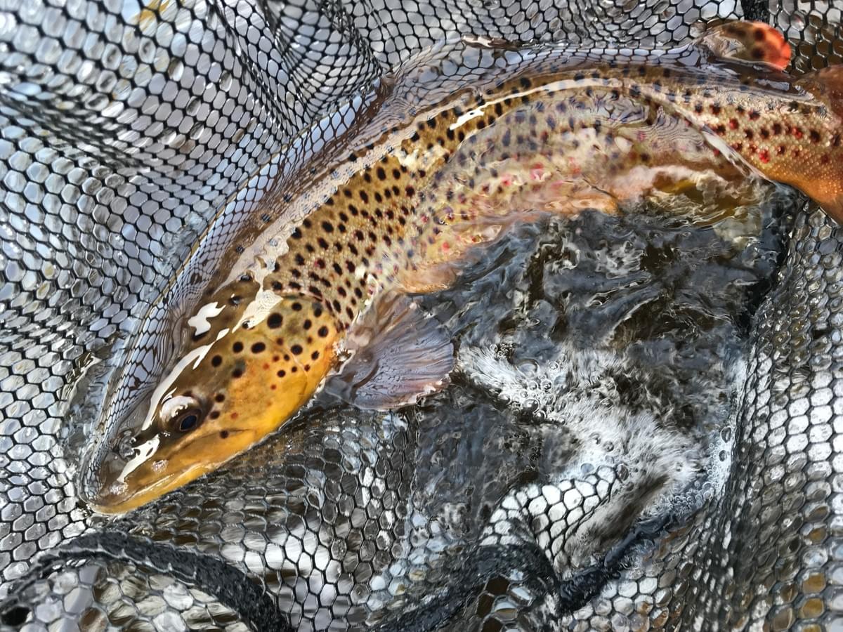 upper peninsula brown trout upper peninsula brown trout