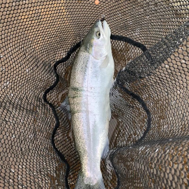 upper peninsula steelhead upper peninsula steelhead