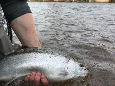 upper peninsula steelhead upper peninsula steelhead