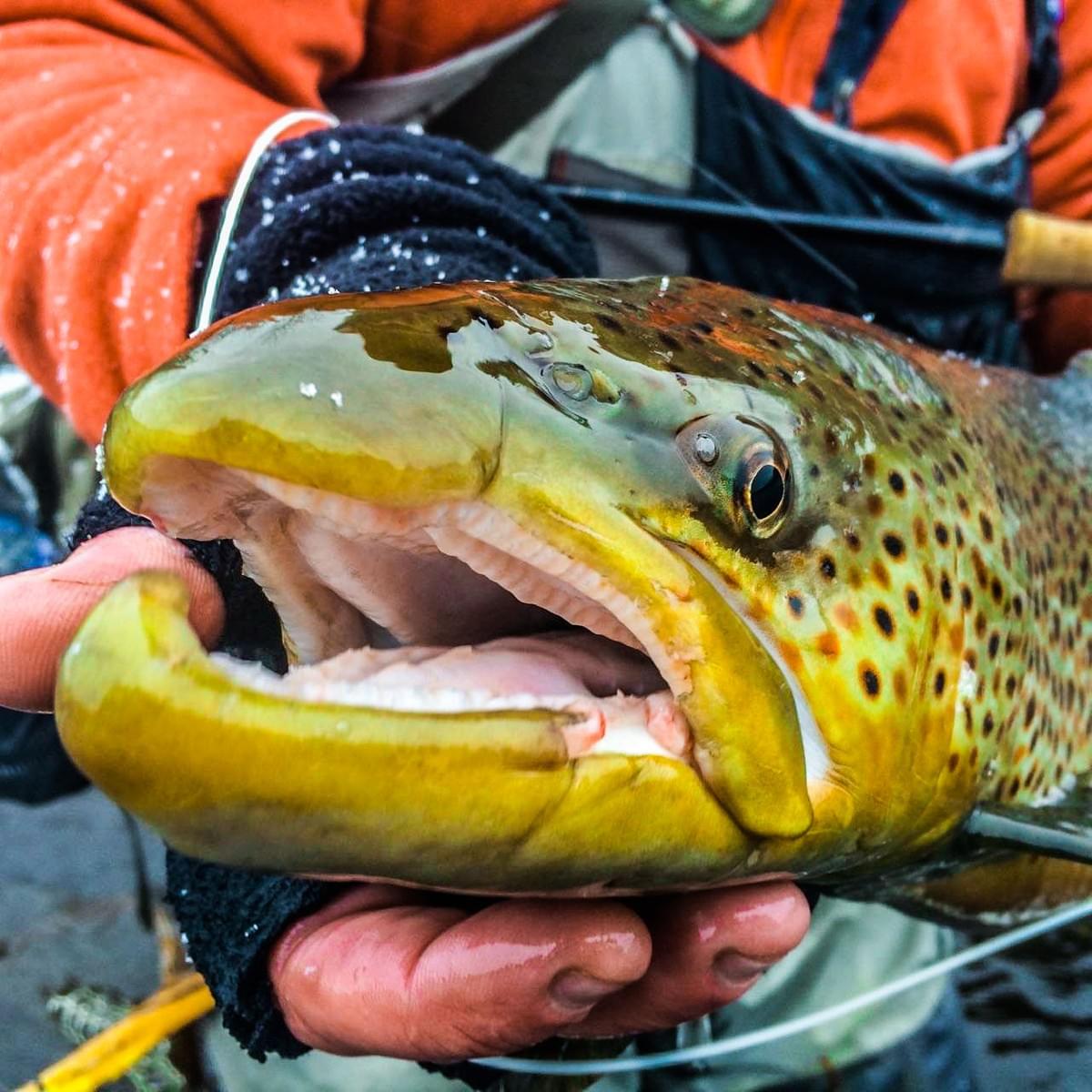 upper peninsula brown trout upper peninsula brown trout