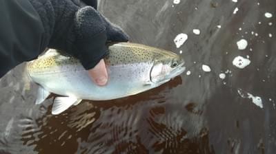 upper peninsula steelhead upper peninsula steelhead