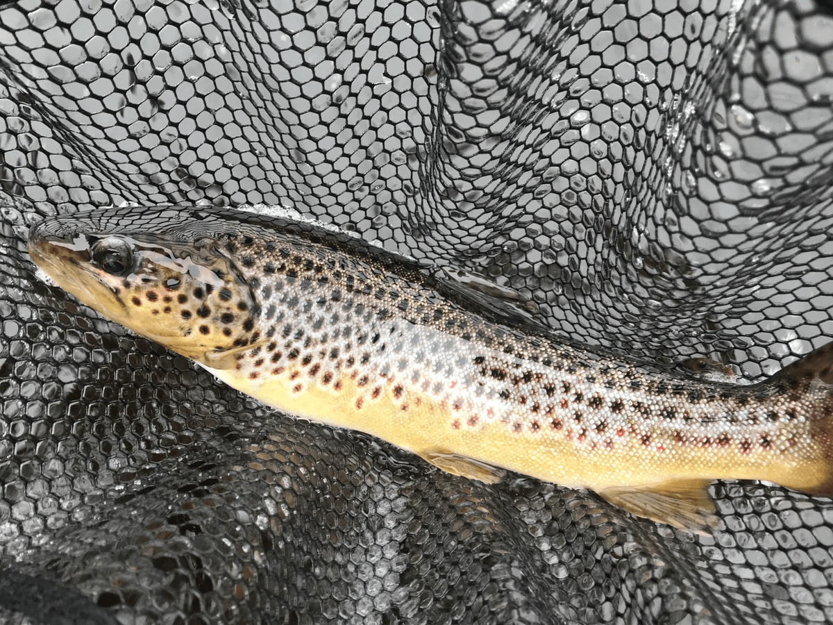 upper peninsula brown trout upper peninsula brown trout