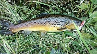 upper peninsula brown trout upper peninsula brown trout