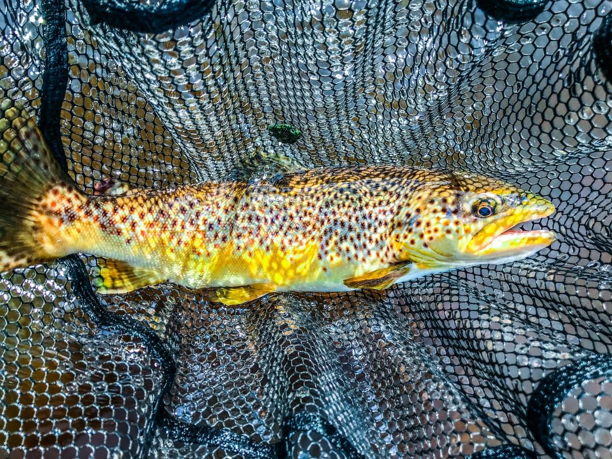 upper peninsula brown trout upper peninsula brown trout