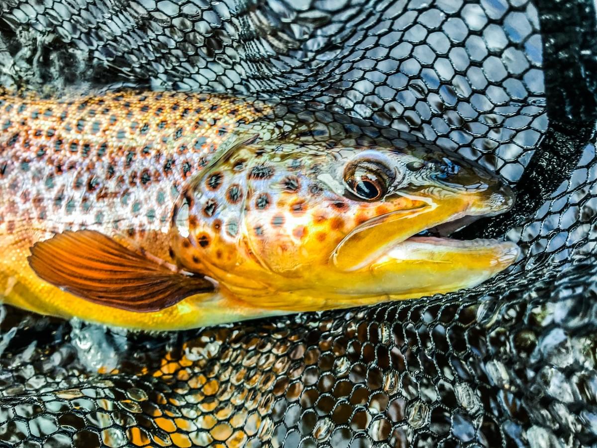 upper peninsula brown trout upper peninsula brown trout