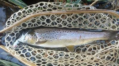 upper peninsula brown trout upper peninsula brown trout