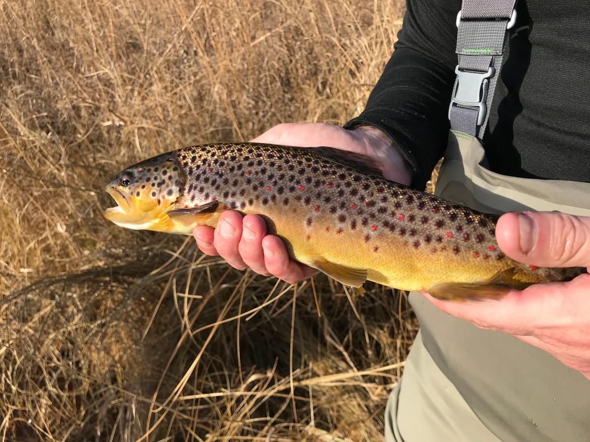 upper peninsula brown trout upper peninsula brown trout