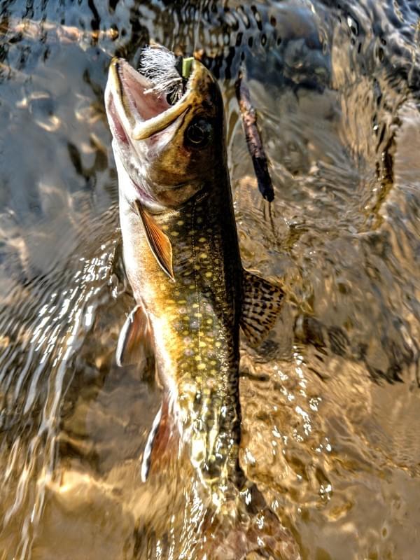 upper peninsula brook trout upper peninsula brook trout